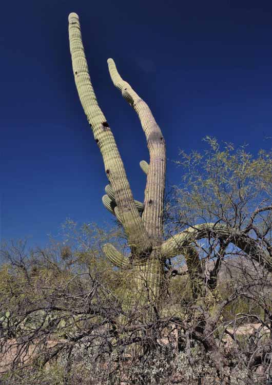tall saguaro